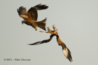 Red Kite's fighting - #RK029