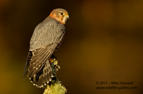 Merlin in sun light - #RA008