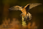 Merlin in sun light - #RA005