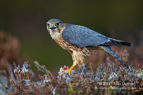 Merlin on a Pigeon - #RA012