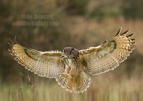 Eagle Owl in flight - #OW037