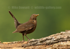 Beautiful Female Blackbird - #GB151