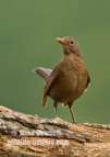 Beautiful Female Blackbird - #GB150