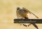 Female Kestrel with her prey - #RA066