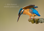 Kingfisher about to dive - #KF137