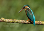 Female Kingfisher Portrait - #KF150
