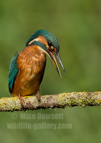 Female Kingfisher Portrait - #KF151