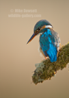 Female Kingfisher Portrait - #KF147