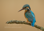 Female Kingfisher Portrait - #KF146