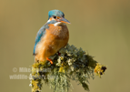 Female Kingfisher Portrait - #KF141
