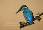 Male Kingfisher Portrait - #KF140
