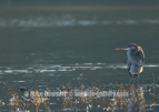 Great Blue Heron - #WB085