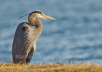 Great Blue Heron - #WB084
