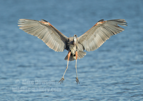 Great Blue Heron landing - #WB083