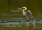 Great Blue Heron spooking some fish - #WB093