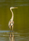 Great Blue Heron - #WB090