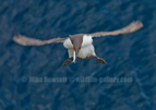 Guillemot in flight with a fish - #WB101