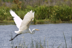 Great Egret in flight - #WB051