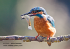 Common Kingfisher with a large fish - #KF032