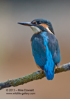 Portrait of a male Kingfisher - #KF031