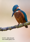 Male Kingfisher about to dive - #KF030