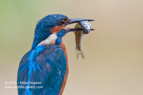 Male Kingfisher with a fish - #KF018