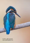 Portrait of a female Kingfisher - #KF017