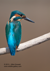 Portrait of a male Kingfisher - #KF028