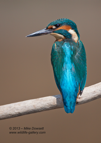 Portrait of a male Kingfisher - #KF016