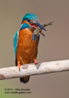 Common Kingfisher with a large fish - #KF027