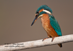 Portrait of a female Kingfisher - #KF026