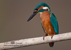 Portrait of a male Kingfisher - #KF015