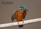A male Kingfisher defending its perch - #KF021