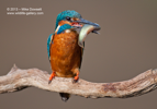 Male Kingfisher with a fish - #KF020