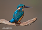 Male Kingfisher with a fish - #KF019