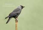 Jackdaw - #GB138