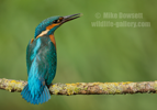 Kingfisher Portrait with tail feathers spread - #KF149