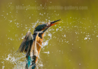 Kingfisher Splash - #KF136