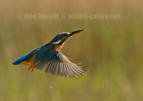 Kingfisher in flight - #KF133