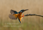 Kingfisher landing on the perch - #KF131