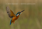 Kingfisher in flight - #KF130