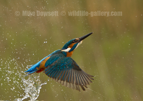 Kingfisher in flight - #KF129