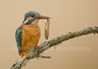 Kingfisher with a fish - #KF145