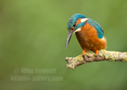 Kingfisher Portrait - #KF152