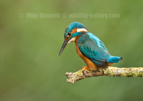 Kingfisher Portrait - #KF153