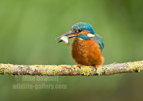 Kingfisher with a fish - #KF154
