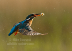 Kingfisher with a fish - #KF135
