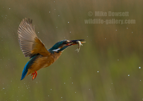 Kingfisher with a fish - #KF134
