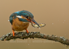 Kingfisher with a fish - #KF144