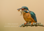 Kingfisher with a fish - #KF143